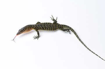 Mangrove Monitor Lizard