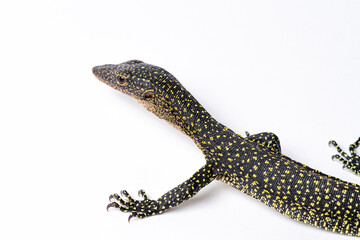 Mangrove Monitor Lizard