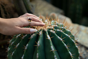 Womans Hand Touching Spikes of a Cactus - 465982179