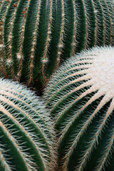 Close-up of 3 Barrel Cacti (Echinocactus Grusonii) - 465982198