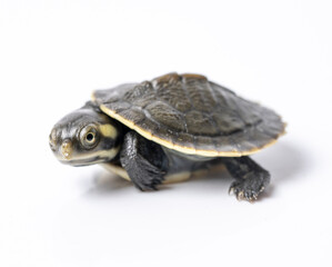 Obraz premium Kreffts Sideneck turtle