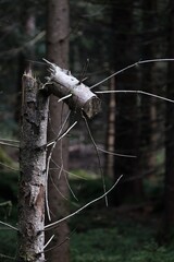 Abgeknickter toter Baumstamm im Wald