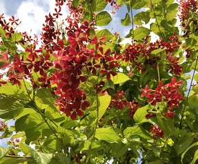 Combretum indicum (Rangoon creeper / Burma creeper) maroon red color flowers growing from vine 