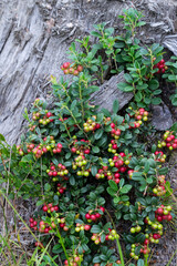 a dry old gray stump strewn with bushes with green berries of cranberries cowberries