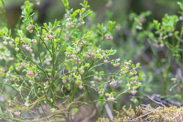a huge number of blueberry flowers on a bush in the forest - a lot of plants, flowers, moss
