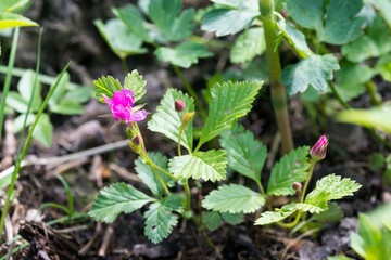 Rubus arcticus, the Arctic bramble or Arctic raspberry flower in spring