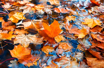 Beautiful background of colorful autumn maple leaves in the water, autumn atmosphere image. Fall season concept.