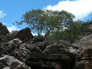 Fototapeta na wymiar Tree that grew among the rocks, nature is fascinating and has its mysteries.