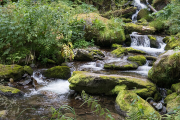 Cascading down a small mountain stream, the water runs over basalt boulders. A small waterfall runs...
