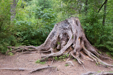 Fototapeta na wymiar A large stump with roots in the forest thicket. Summer landscape