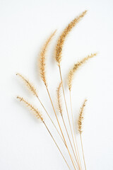 Botanical floral composition with herbs on white textured table. Art card.