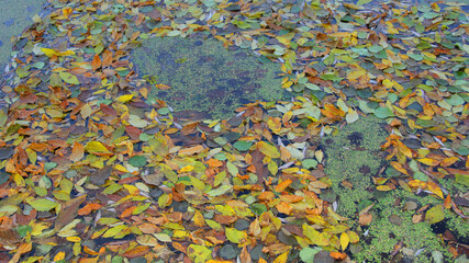 Fototapeta na wymiar green mud on the water in the river in autumn