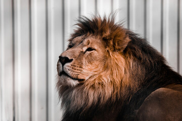 A lion with a proud and grateful look in the aviary. High quality photo © Настя Монастырская