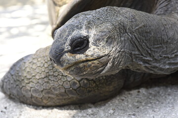 Obraz premium Aldabra Giant Tortoise portrait