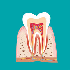 Human teeth. Dental care background. Vector illustration