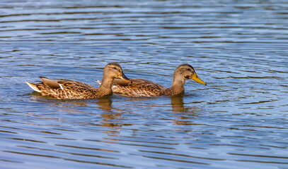 Ducks on the water pond in summer closeup