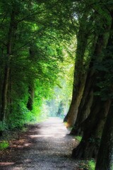 Wald atmen