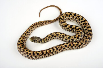 Checkered garter snake // Karierte Strumpfbandnatter (Thamnophis marcianus)