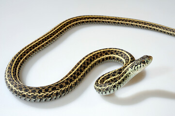 Checkered garter snake // Karierte Strumpfbandnatter (Thamnophis marcianus)