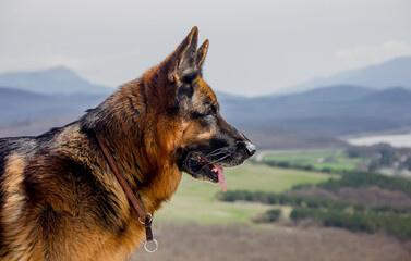 Dog breed German Shepherd against the background of the mountains looks into the distance.