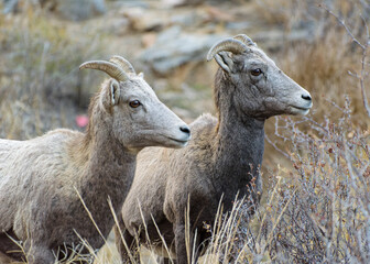 Colorado Rocky Mountain Bighorn Sheep