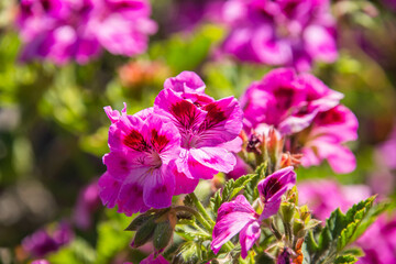 Beautiful pink rose geranium flower (Pelargonium graveolens) in a garden 