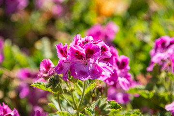 Beautiful pink rose geranium flower (Pelargonium graveolens) in a garden 