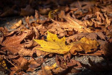 Yellow and bug maple leaves lighted up with sun on autumn season