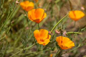 California golden poppies (Eschscholzia California), San Francisco, California, U. S. A.