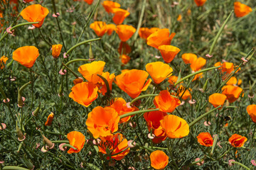 California golden poppies (Eschscholzia California), San Francisco, California, U. S. A.