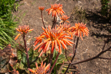 South African soap aloe (Aloe saponaria), botanical garden, San Francisco, California, U.S.A