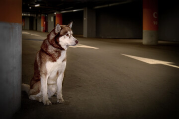 Lost abandoned husky dog. Sad siberian husky dog is sitting alone in the underground parking. Copy space. © Konstantin