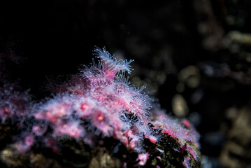Fototapeta premium Pink sea anemones