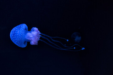 Blue jellyfish Phyllorhiza punctata (floating bell, Australian spotted jellyfish or white-spotted jellyfish) © Lucia Tieko