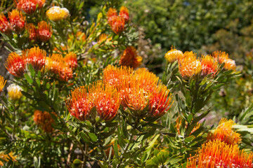 Oudtshoorn Pincushion Orange flamed pincushion (Leucospermum erubescens) botanical garden, San Francisco, California, U. S. A.