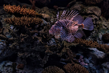Lionfish