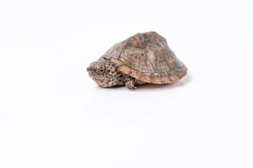 Loggerhead Musk Turtle hatchling