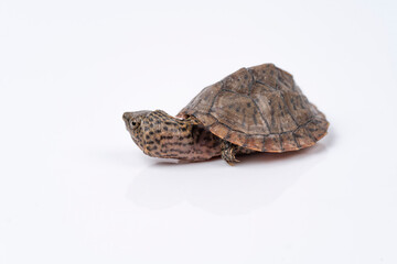 Loggerhead Musk Turtle hatchling