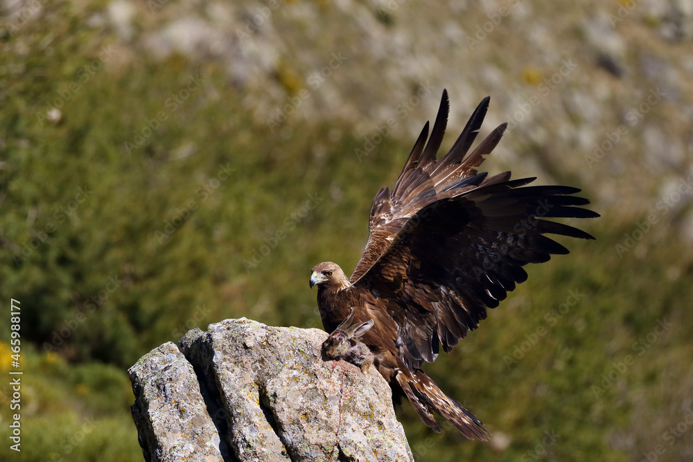 Sticker The golden eagle (Aquila chrysaetos) sitting on the rock. Male golden eagle in the Spanish mountains with prey.