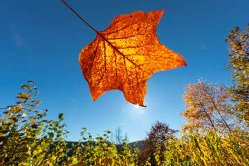 Tulpenbaum Blatt im Herbst mit Sonne