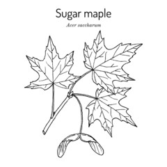 Sugar maple acer saccharum , state tree of New York, Vermont, West Virginia, Wisconsin - obrazy, fototapety, plakaty