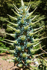 Fototapeta na wymiar Chilean Puya berteroniana, botanical garden, San Francisco, California, U. S. A. 