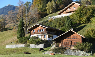 alpes bernoises...haslberg