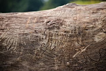 Stary , ścięty i okorowany pień topoli . Ślady żerowania kornika drukarza .Old, cut and covered trunk of poplars. Traces of feeding the printer borner.  © Grzegorz