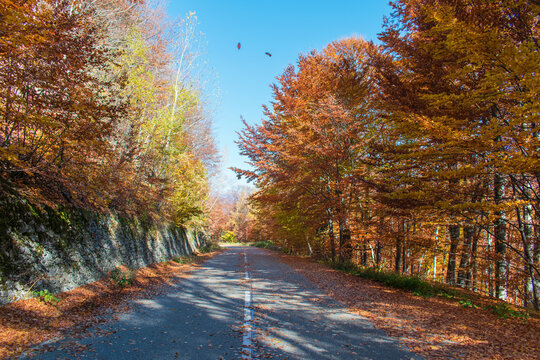 Autumn landscape. The road passes through the colorful forest in the colors of autumn.