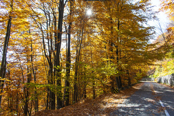 Autumn landscape in the forest. Trees in the colors of autumn, fallen leaves.