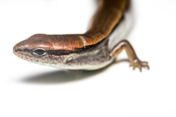 Ground skink
