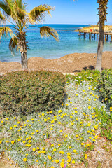 The charm of the spring coast of Paphos consists of the bright color of the sea, bizarre coastal rocks and a scattering of large and small blooming plants    
