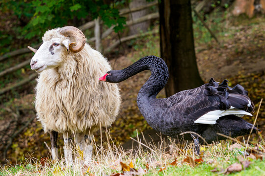Black swan attacks the wallachian sheep