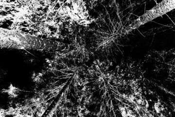 Black-white background. White trees on a black background. Abstraction.